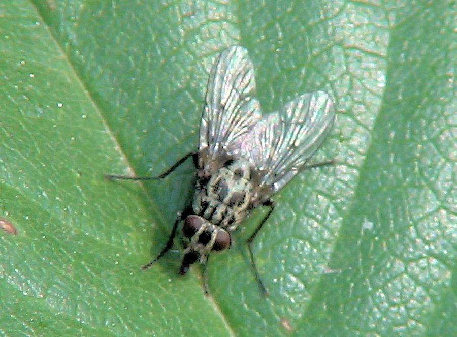fam Muscidae, 20 apr 2007